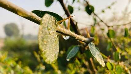 translucent leaves adorned with glistening dewdrops, clinging to a thorny branch under a soft, morning light, hinting at the purity of a new day.