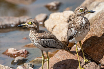 South Africa, Kruger National Park, Water Thick-knee (Burhinus vermiculatus)