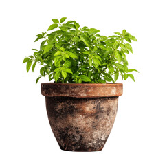 Obraz premium A fresh, healthy basil plant flourishes in an aged earthenware pot