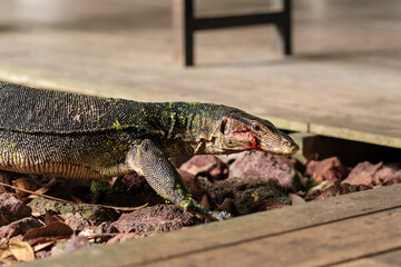 Wild Water Monitor Lizard on Wooden Deck