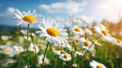 White daisies in sunny meadow