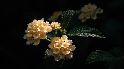 Delicate light beige flowers cluster