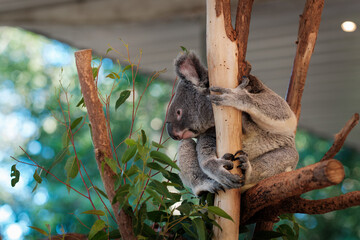 Koala Resting on Eucalyptus Tree Branch