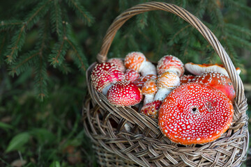 Poisonous red wild mushrooms in a wicker basket. Picking up toadstools. Microdose of poison or...