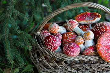 Poisonous red wild mushrooms in a wicker basket. Picking up toadstools. Microdose of poison or...
