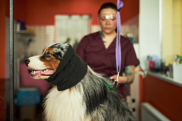 Caucasian young adult woman grooming Australian Shepherd dog with black bandage wrapped around head in veterinary clinic, woman standing in background focusing on animal care