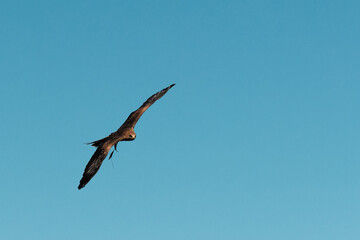 Majestic Brown Eagle Soaring Against Clear Blue Sky