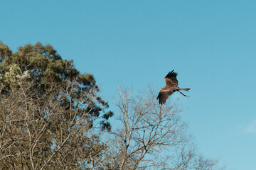 Majestic Raptor Flying Against Clear Blue Sky