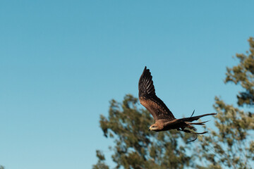 Bird of Prey Soaring Freely Against Blue Sky