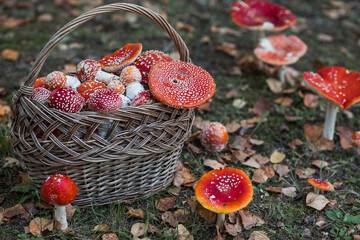Poisonous red wild mushrooms in a wicker basket. Picking up toadstools. Microdose of poison or...