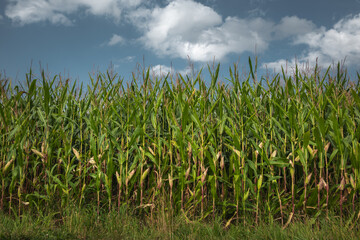 Ripening corn cobs on a plantation before harvest, agricultural background in late summer