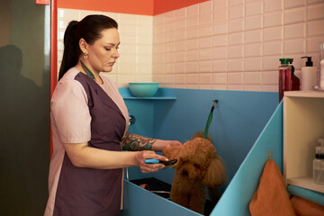 Caucasian young adult woman grooming brown poodle in pet salon, holding brush and looking at dog, standing near blue washing station with grooming tools visible in background