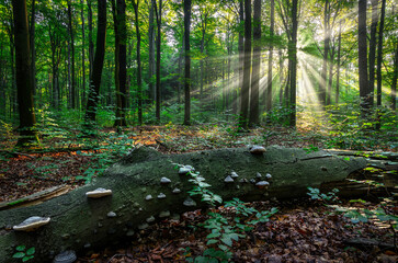 Beautiful sunny morning in green forest