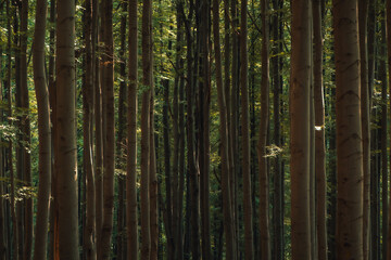 Fototapeta premium Tree trunks with glints of sunlight