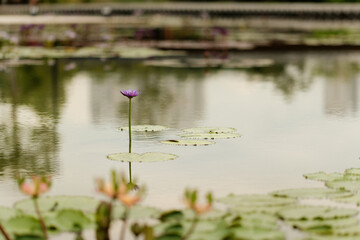 Vibrant Purple Lotus Flower in Calm Water