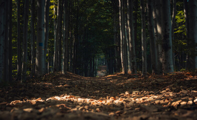 Picturesque forest path in a beech forest looks like a tunnel among the trees