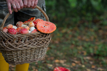 Poisonous red wild mushrooms in a wicker basket in the hands of a mushroom picker. Collecting...