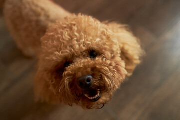 Curly haired brown poodle standing on wooden floor looking up with mouth open showing teeth, fluffy ears framing face, bright eyes focused upward, indoor pet animal scene