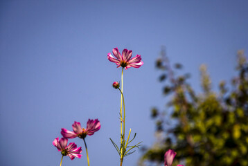 Cosmos flowers against blue sky in sunlight in the garden.