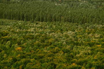 Large forest complex, a breeding forest managed by the forestry department