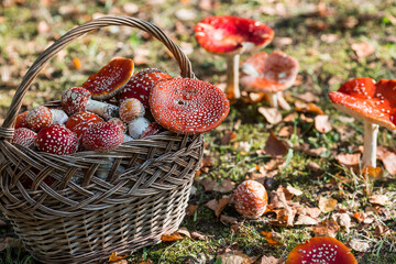 Poisonous red wild mushrooms in a wicker basket. Picking up toadstools. Microdose of poison or...