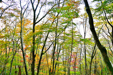 御坂山地の烏帽子岳　朝焼けに染まり始めた紅葉の森

