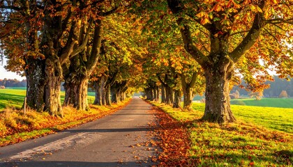 Naklejka premium Autumnal tree-lined road