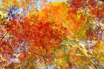 御坂山地の烏帽子岳　朝焼けに染まる秋の森　色彩鮮やかな紅葉
