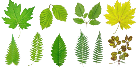 Assortment of Green and Yellow Leaves Isolated leaf nature isolated on a transparent background