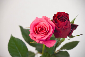 赤とピンクのばら
