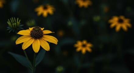 Yellow Flower in Dark Garden