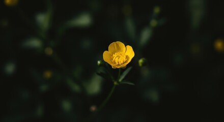 Single Yellow Flower