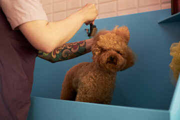 Caucasian young adult woman with tattooed arm grooming brown poodle in pet washing station, dog standing in blue tub while being brushed, partial view of groomer visible