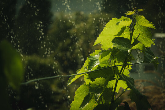 Home vineyard being irrigated during a summer drought, with water dispersed from a sprinkler feeding the plants