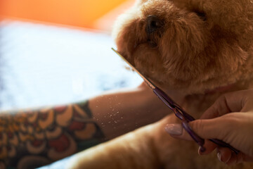 Caucasian young adult woman with tattooed arm trimming fluffy dog's fur using grooming scissors,...