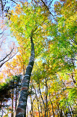 御坂山地のパノラマ台　紅葉の森を照らす斜光
