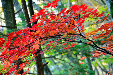 御坂山地のパノラマ台　紅葉の森
