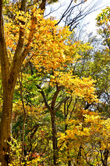 Fototapeta premium 御坂山地のパノラマ台 黄葉のイロハモミジ 