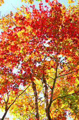御坂山地のパノラマ台　紅葉のハウチワカエデ
