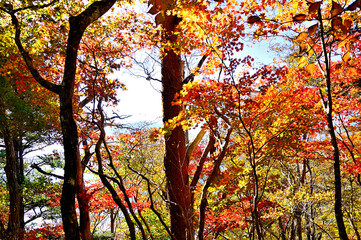 御坂山地のパノラマ台　黄葉のイロハモミジ
