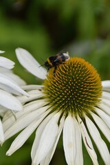 A bumblebee is on a flower outdoor in summer day.