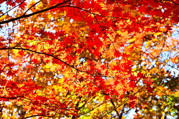 御坂山地のパノラマ台の森　真赤なヤマモミジの紅葉

