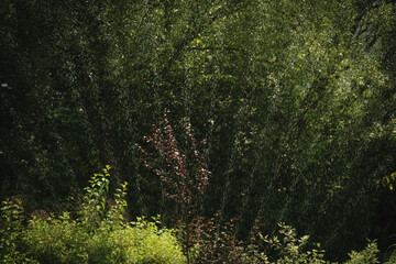 Water drops from the garden irrigation system float in the air, feeding the plants with a sprinkler
