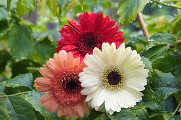 A white, orange and red begonia with raindrops and green leaves at the background