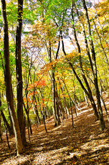 天子山地の中ノ倉山　紅葉の山地
