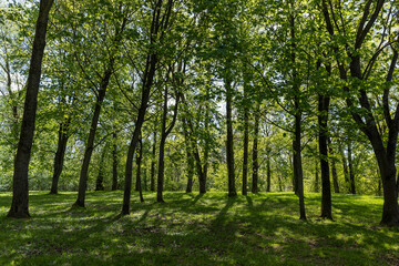 green grass and green foliage on maple trees in the spring season, landscape in the park with green vegetation and maple trees