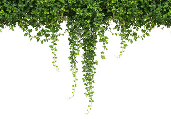 Fototapeta premium Vibrant green leaves cascading downward in a lush botanical scene transparent background