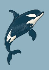 Obraz premium Orca whale swimming gracefully in blue water background during daylight