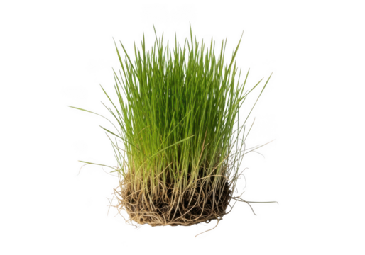 Close-up macro shot of fresh wheatgrass roots and green shoots growing transparent background - Powered by Adobe