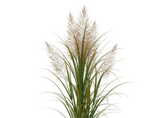 Fototapeta premium Dried pampas grass stems with detailed textures and natural colors transparent background